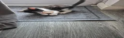 Mixed Breed cats for sale: Kittens  in Chatham - Advert 3