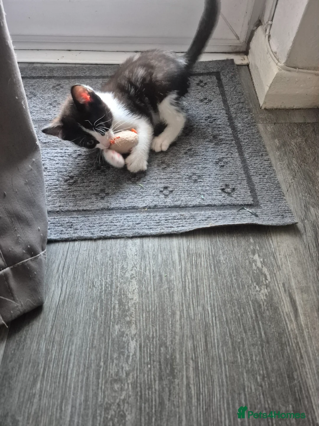 Mixed Breed cats for sale: Kittens  in Chatham - Advert 3