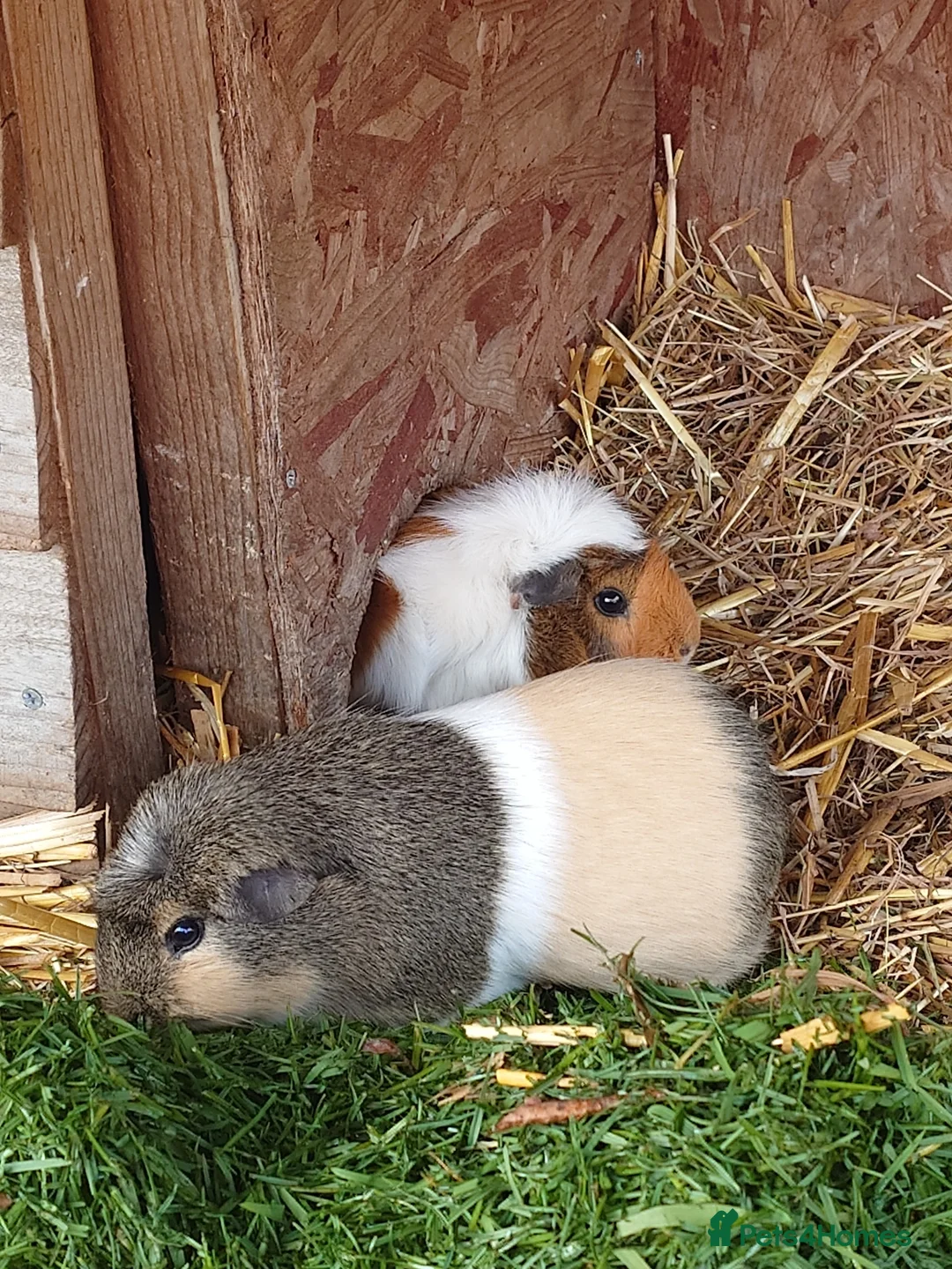 Guinea Pig rodents for sale: Guinea pigs F/M - Advert 2