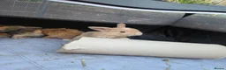 Mini Lop rabbits for sale: 5 Mini Lop bunnies ( 1 fawn boy left) - Advert 3
