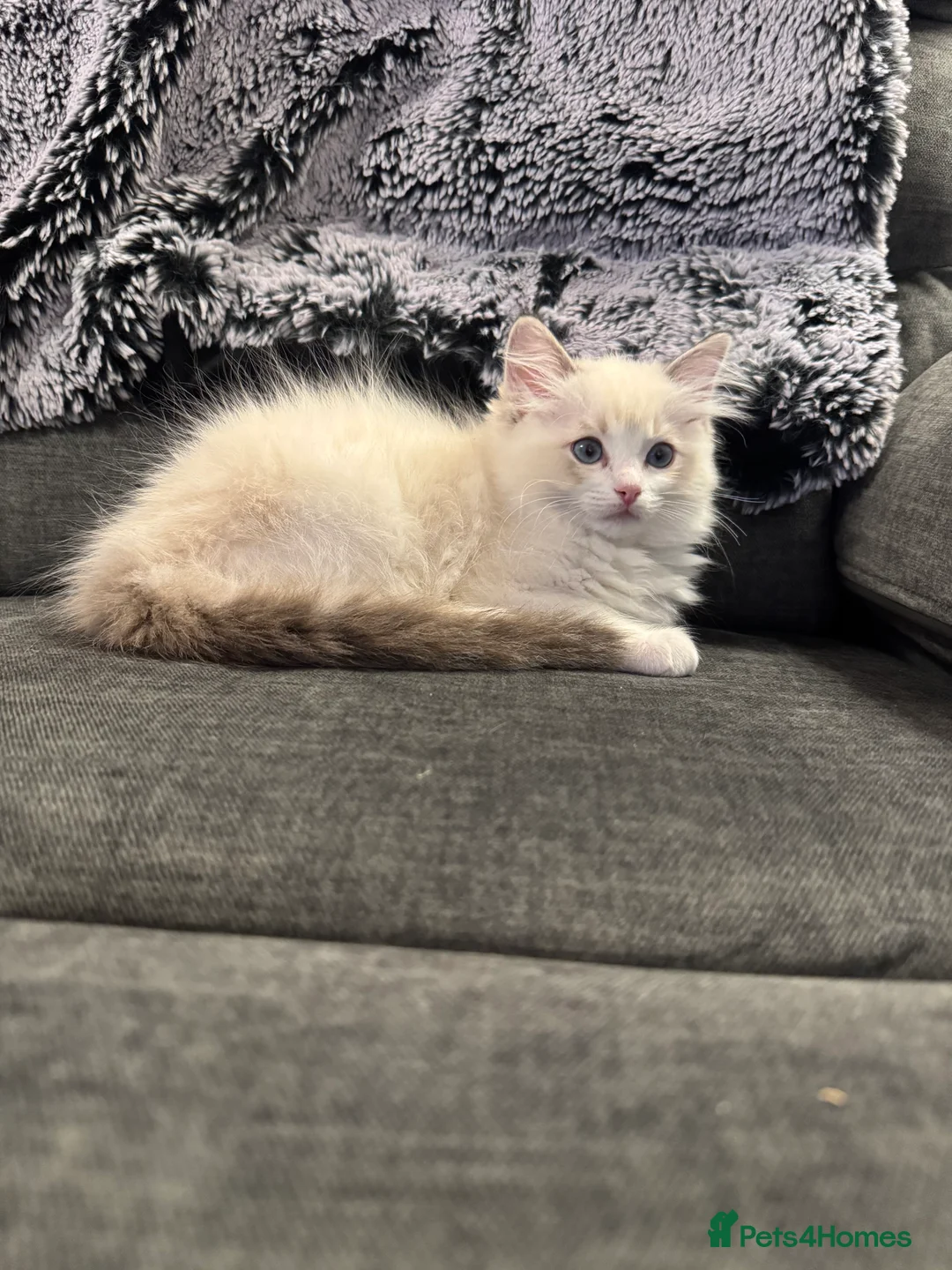 Ragdoll cats for sale: Now ready to leave – Blue Point– TICA Registered - Advert 3