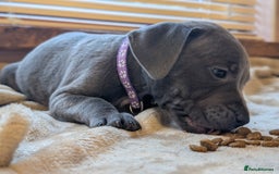 Staffordshire Bull Terrier dogs for sale: Blue/blue&white staffs - Image 11