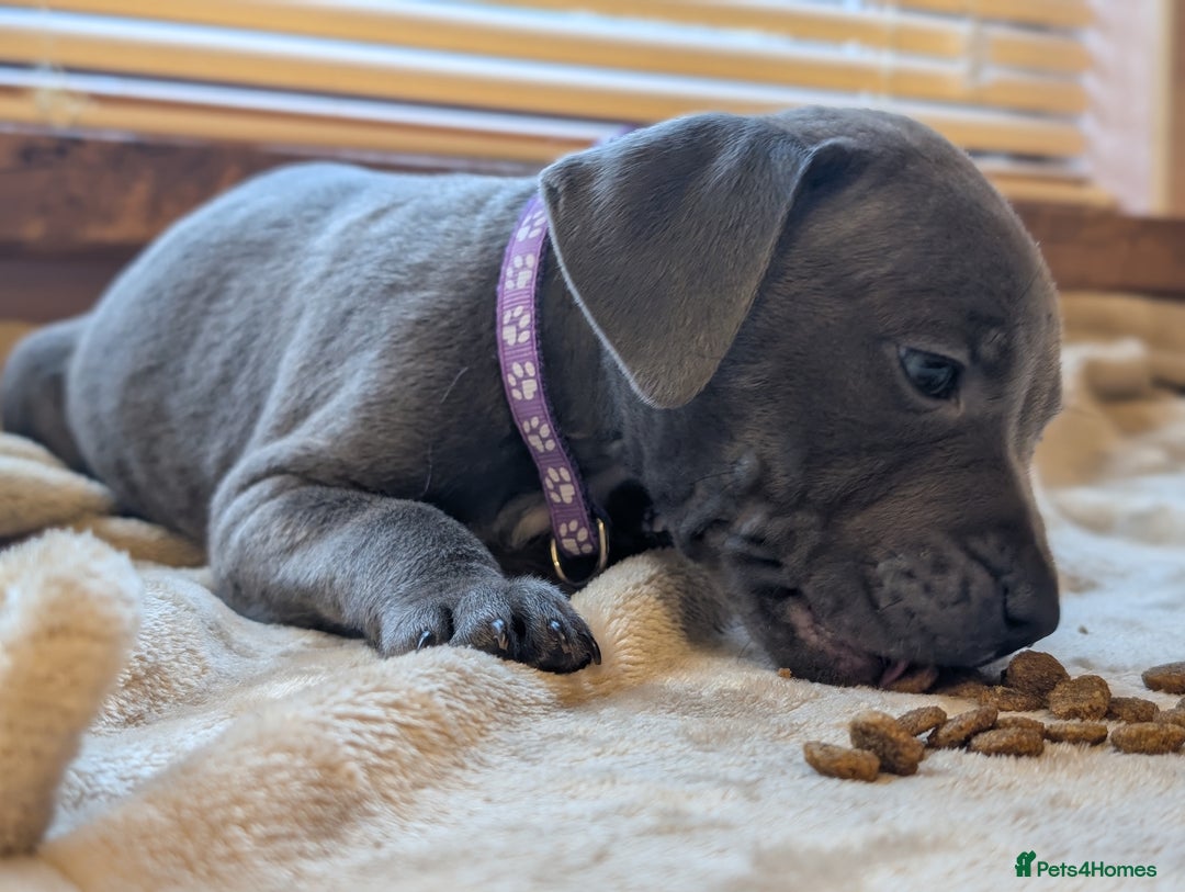 Staffordshire Bull Terrier dogs for sale: Blue/blue&white staffs - Image 11