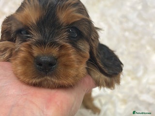 Cockalier dogs Adorable cockalier puppies 💙🩵💜❤️🩷 - Advert 13