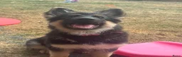 German Shepherd dogs for sale: German shepherd  - Advert 4