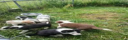 Border Collie dogs for sale: Border collie pups for sale in Bishop Auckland - Advert 34