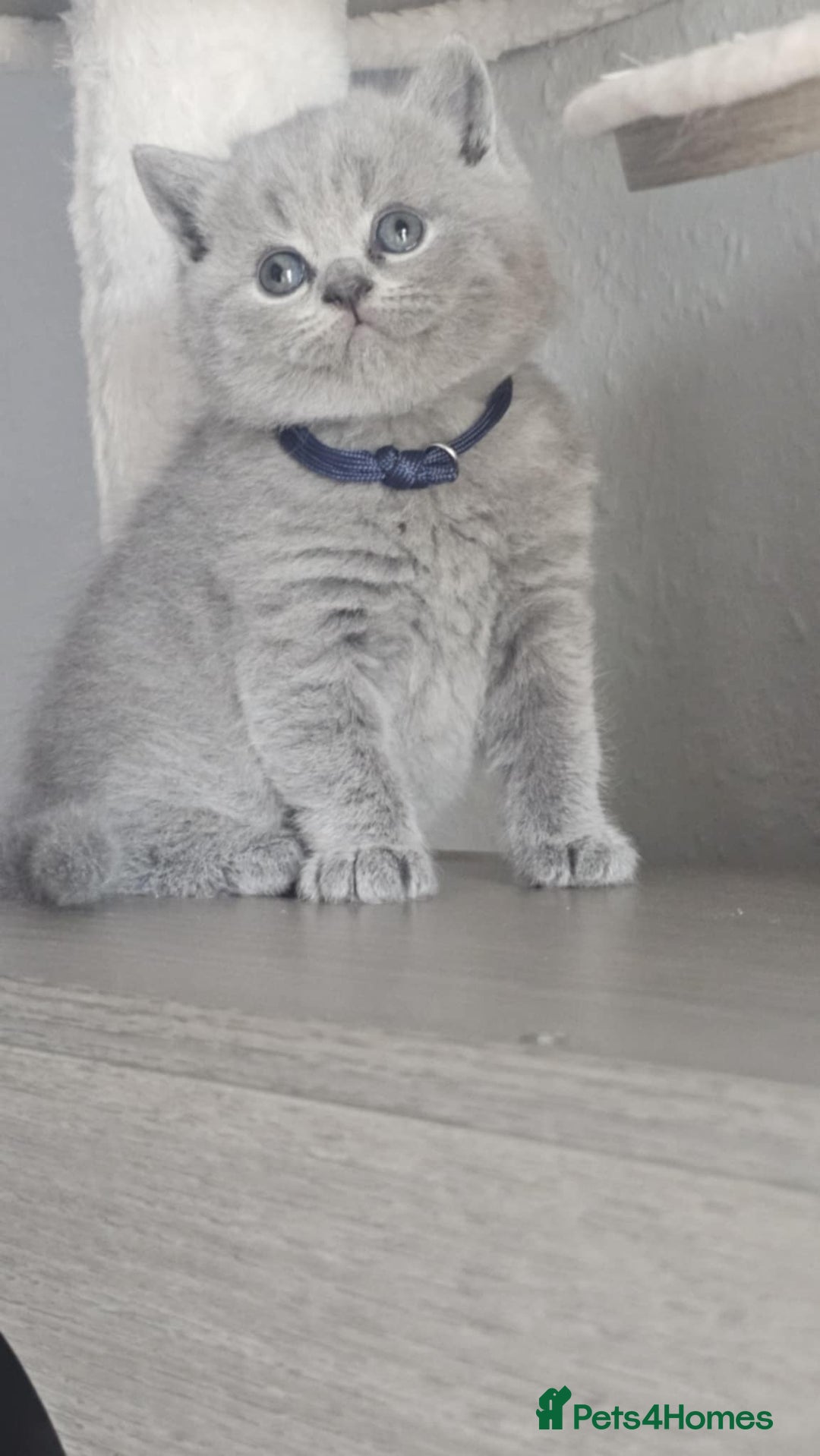 British Shorthair cats for sale: Show Quality Champions British Shorthair GCCF - Image 18