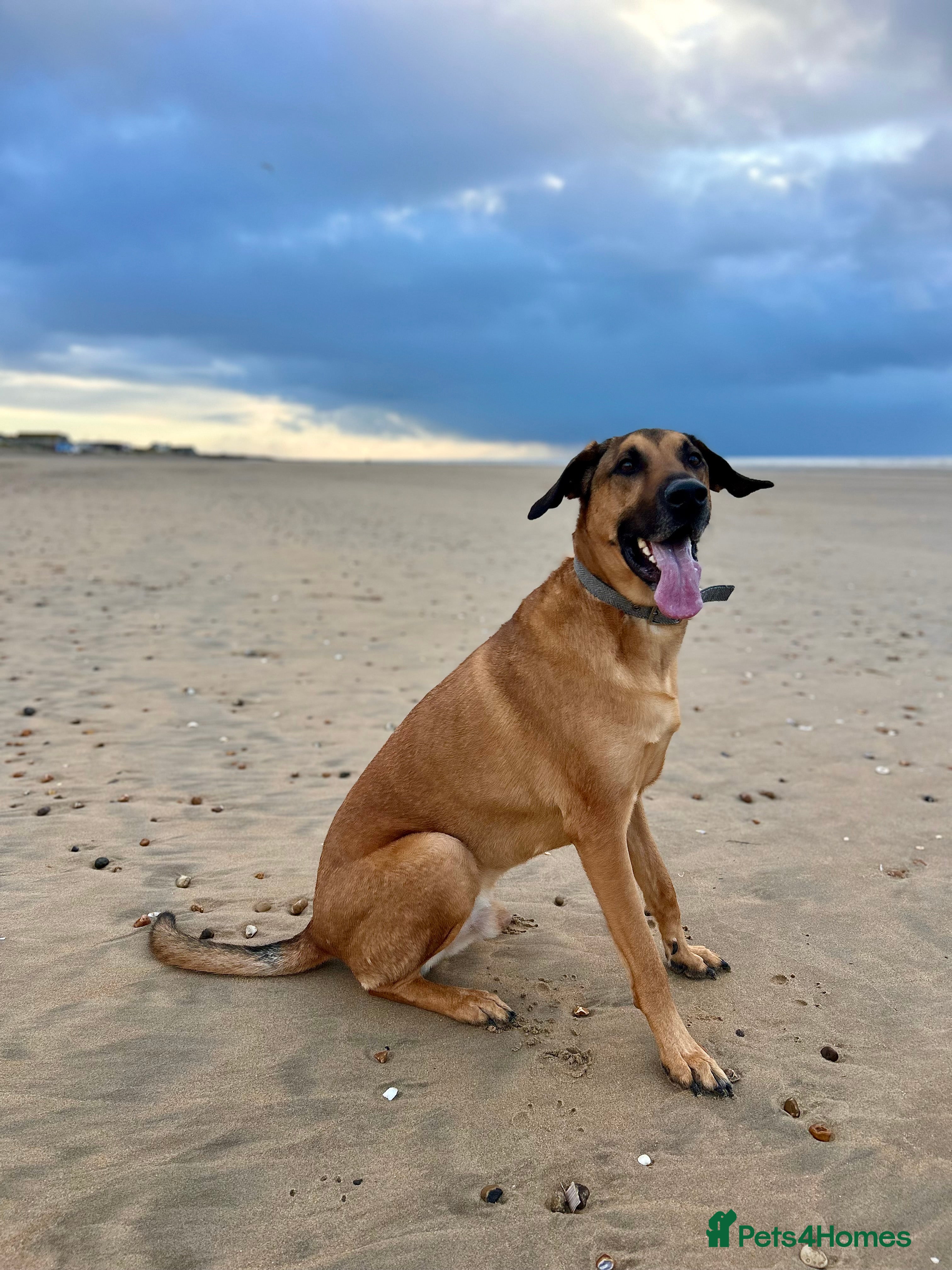 Mixed Breed dogs 5 year old male dog - Advert 1