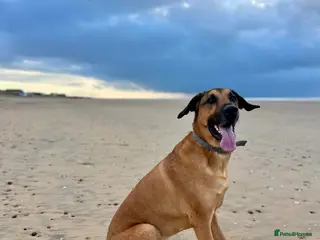 Mixed Breed dogs 5 year old male dog - Advert 1