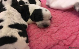 Sprocker dogs for sale: Adorable F1 Sprocker Spaniel Babies.  - Image 3