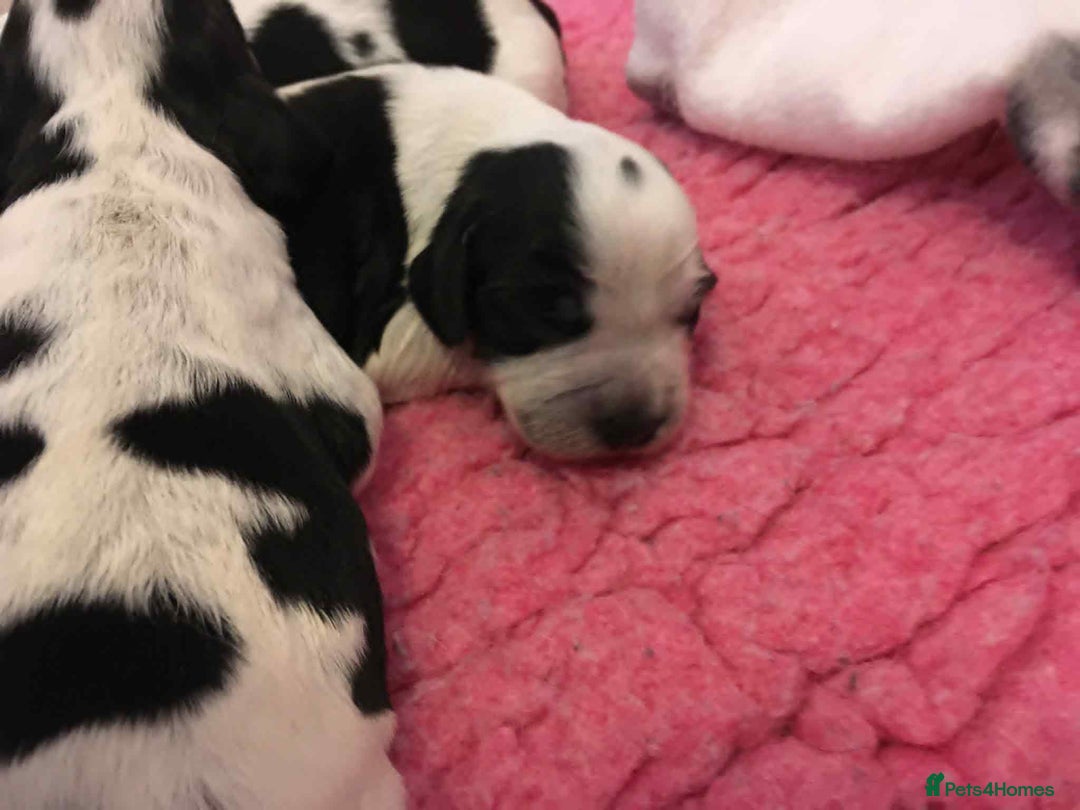 Sprocker dogs for sale: Adorable F1 Sprocker Spaniel Babies.  - Image 3