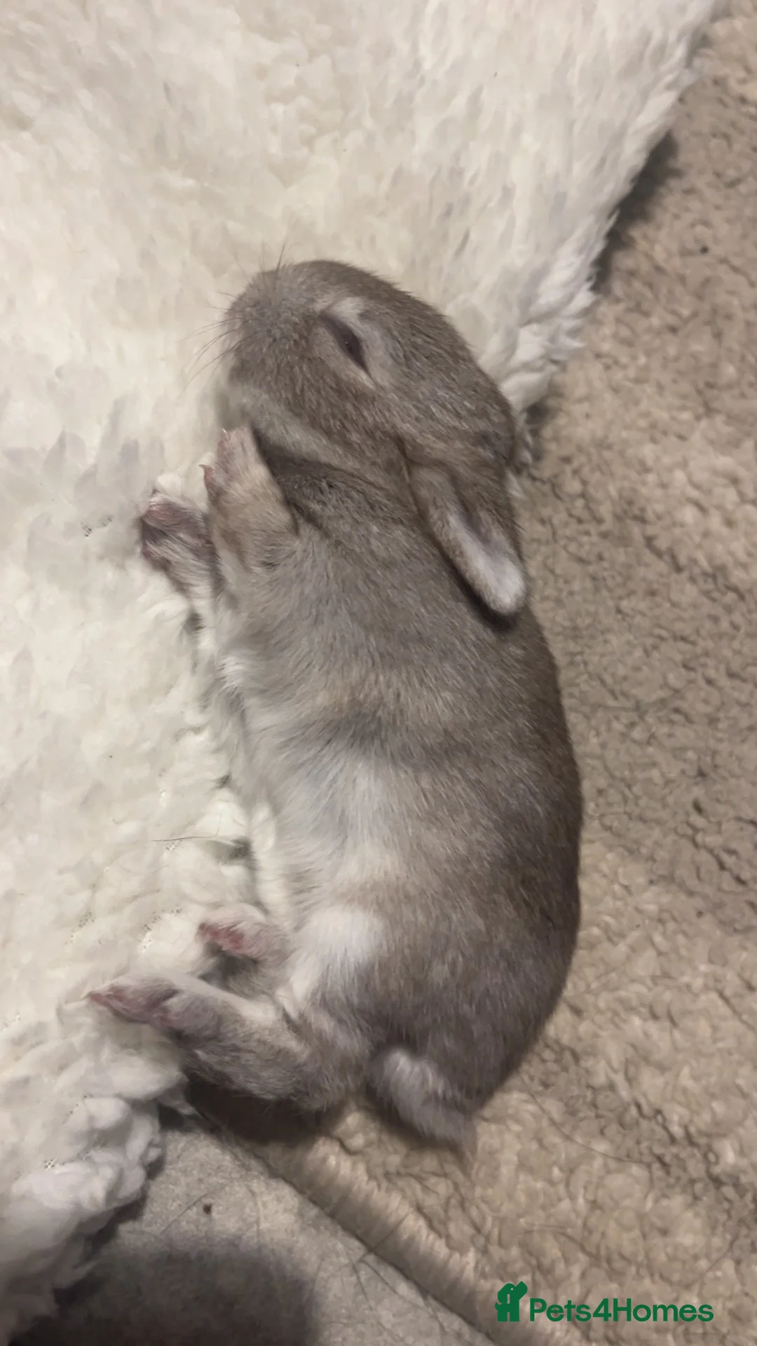 Mixed Breed rabbits for sale: Mini Rex x Netherland Dwarf Bunnies  in Bristol - Advert 2