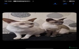 Siamese cats for sale: 3 x 2 y/o siamese males - Image 9