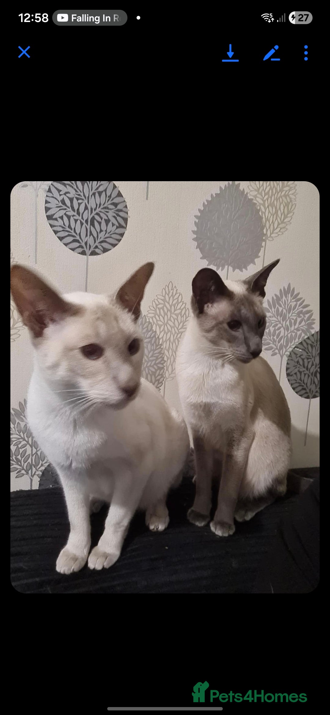 Siamese cats for sale: 3 x 2 y/o siamese males - Image 9