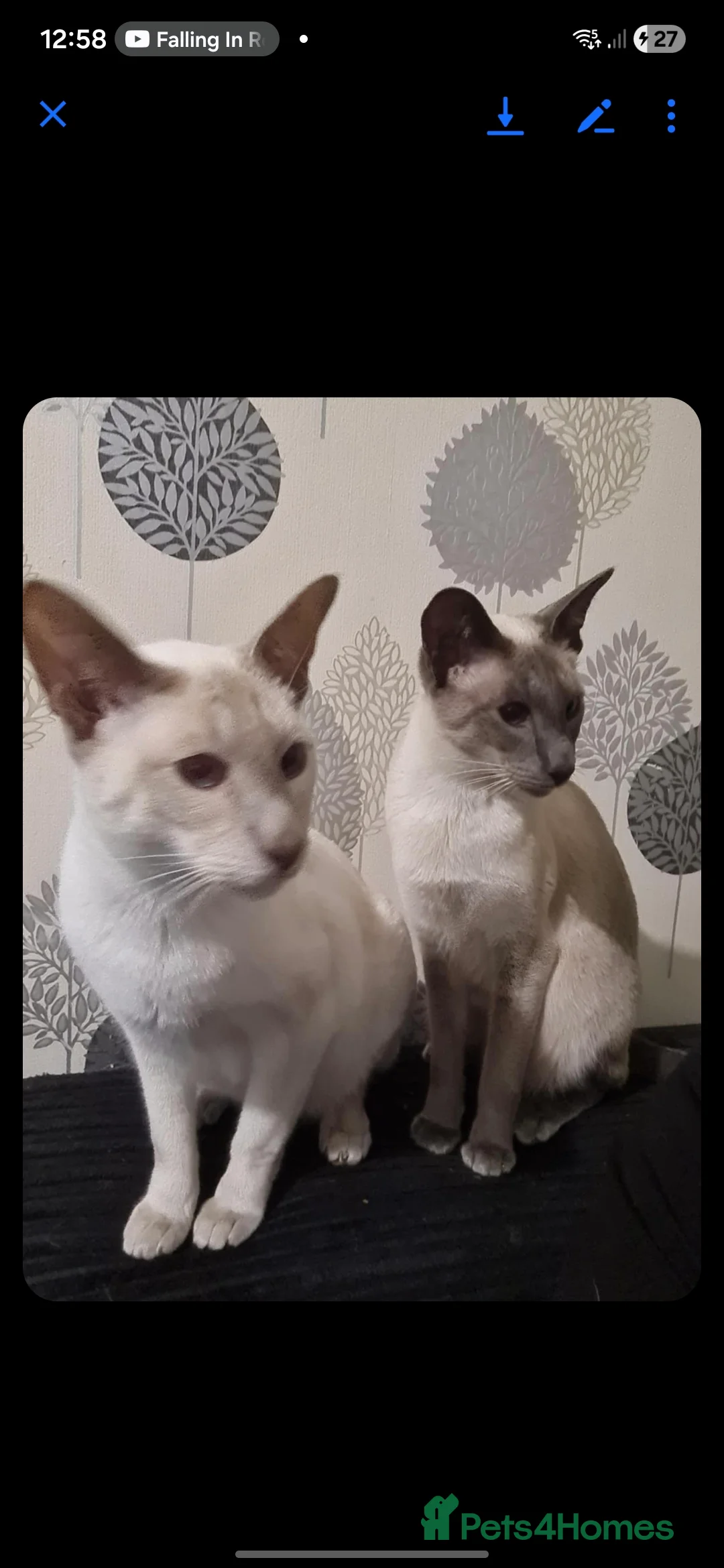 Siamese cats for sale: 3 x 2 y/o siamese males - Advert 9