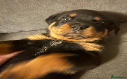 Rottweiler dogs for sale: Chunky Rottweilers for Sale - Image 8