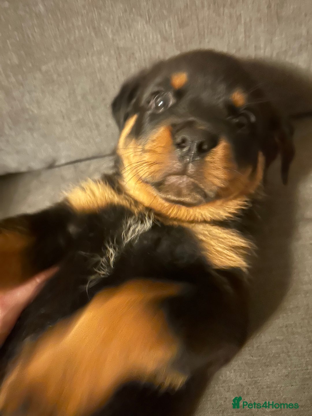 Rottweiler dogs for sale: Chunky Rottweilers for Sale - Image 8