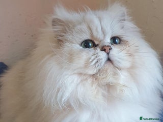 Persian cats in Preston - Advert 37