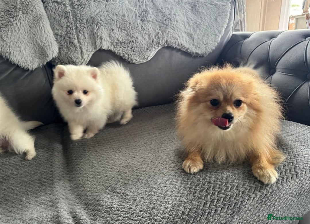 Pomeranian dogs for sale: Pomeranian puppies  - Image 7