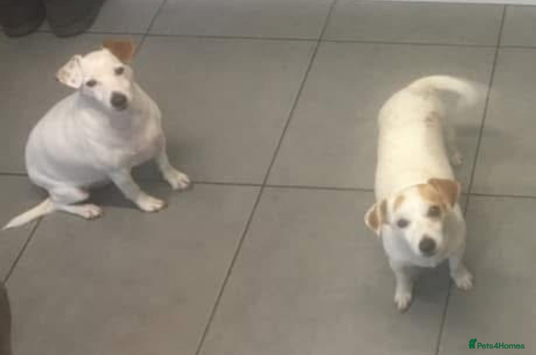 Jack Russell dogs for sale: Jacks need rehoming together  - Advert 5