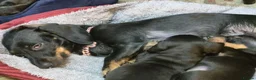 Miniature Dachshund dogs for sale: 2 Male Miniature Dachshund Puppies - Advert 2