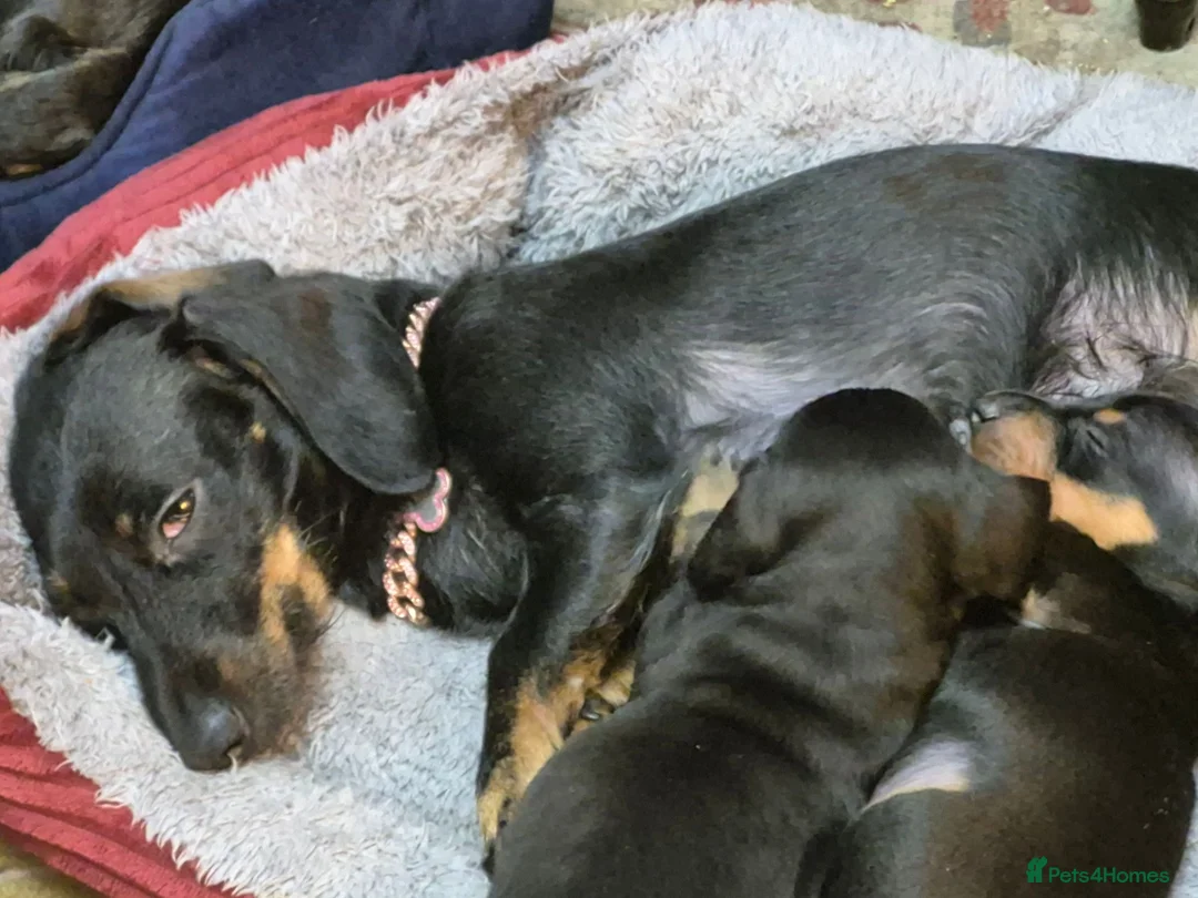 Miniature Dachshund dogs for sale: 2 Male Miniature Dachshund Puppies - Advert 2