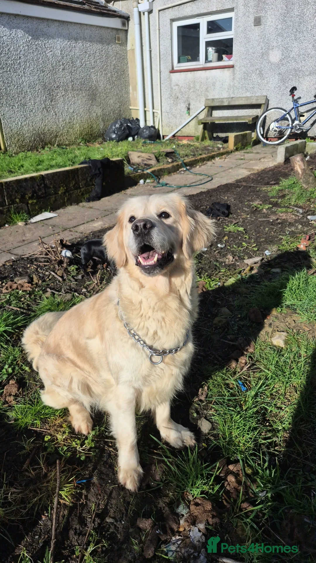 Golden Retriever dogs for sale: KC Top pedigree health tested female - Advert 1