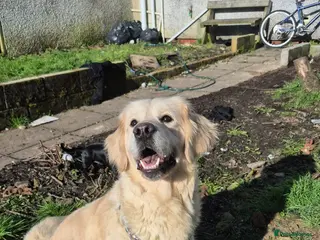 Golden Retriever dogs KC Top pedigree health tested female - Advert 16