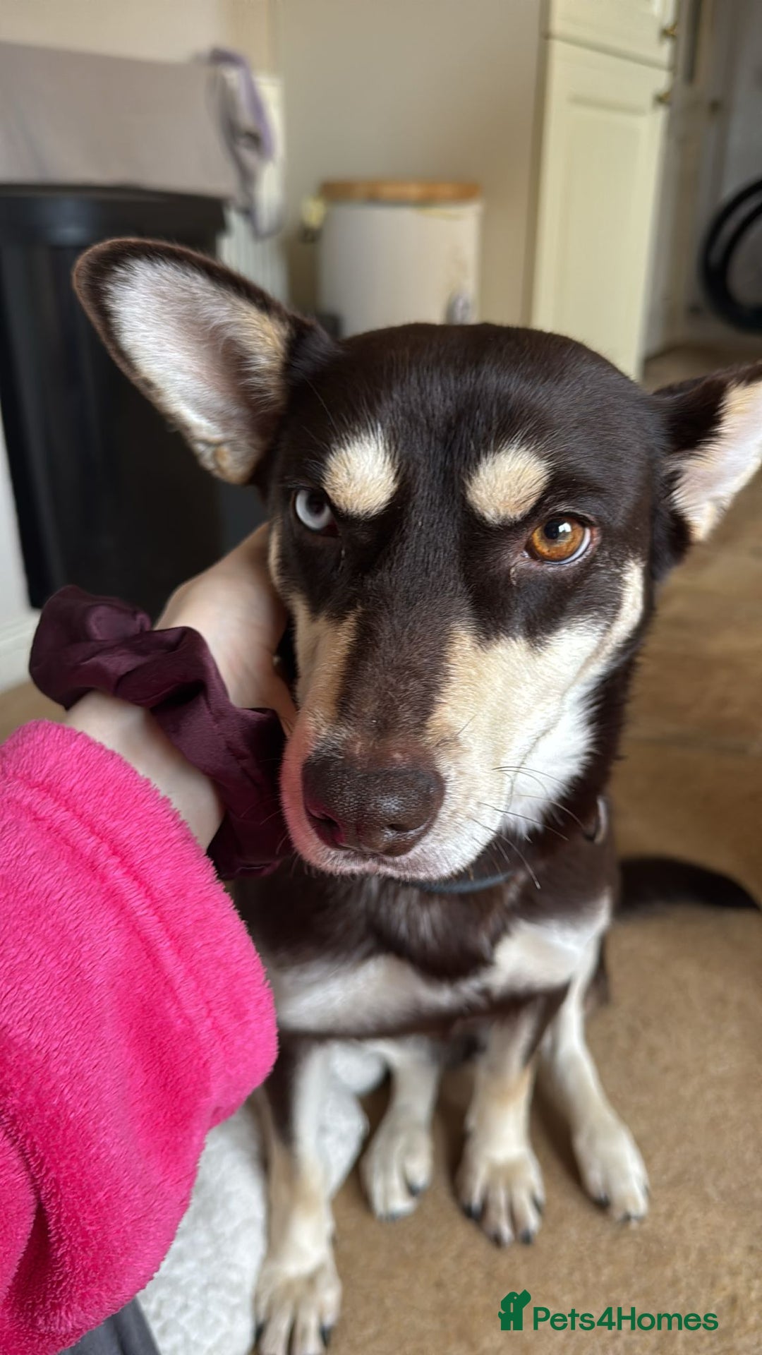 Mixed Breed dogs for adoption: ❤️Azara❤️: 3-year-old small-to-low-medium girl  - Advert 7