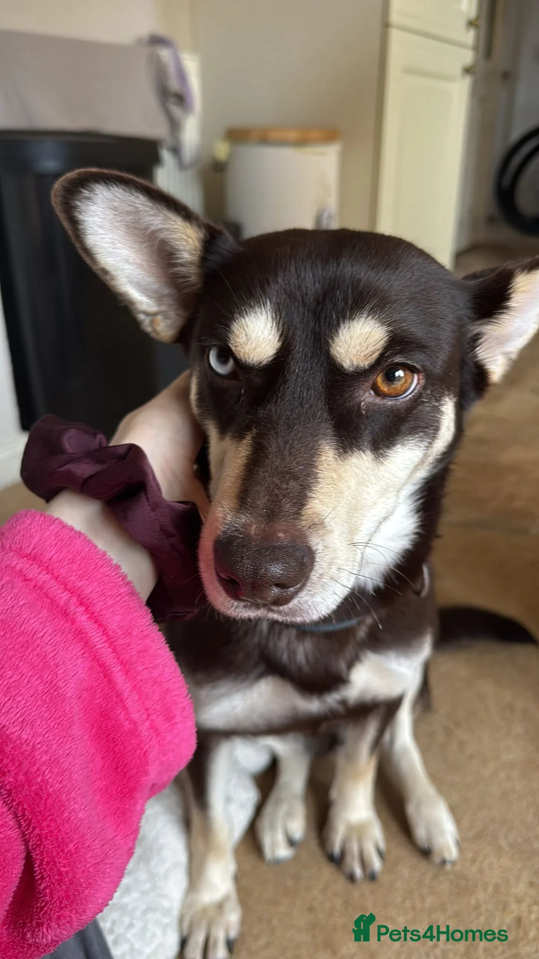 Mixed Breed dogs for adoption: ❤️Azara❤️: 3-year-old small-to-low-medium girl  - Advert 7