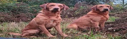 Labrador Retriever dogs for sale: KC Registered Working Labrador Retriever Puppies in Cheddar - Advert 4