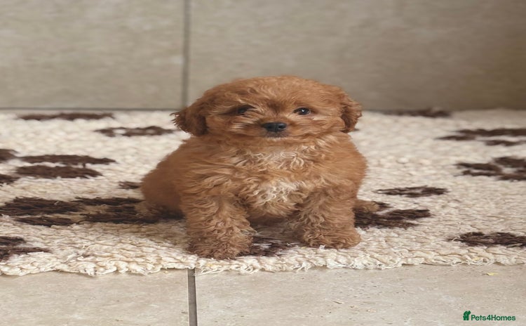 Cavachon dogs - Advert 2
