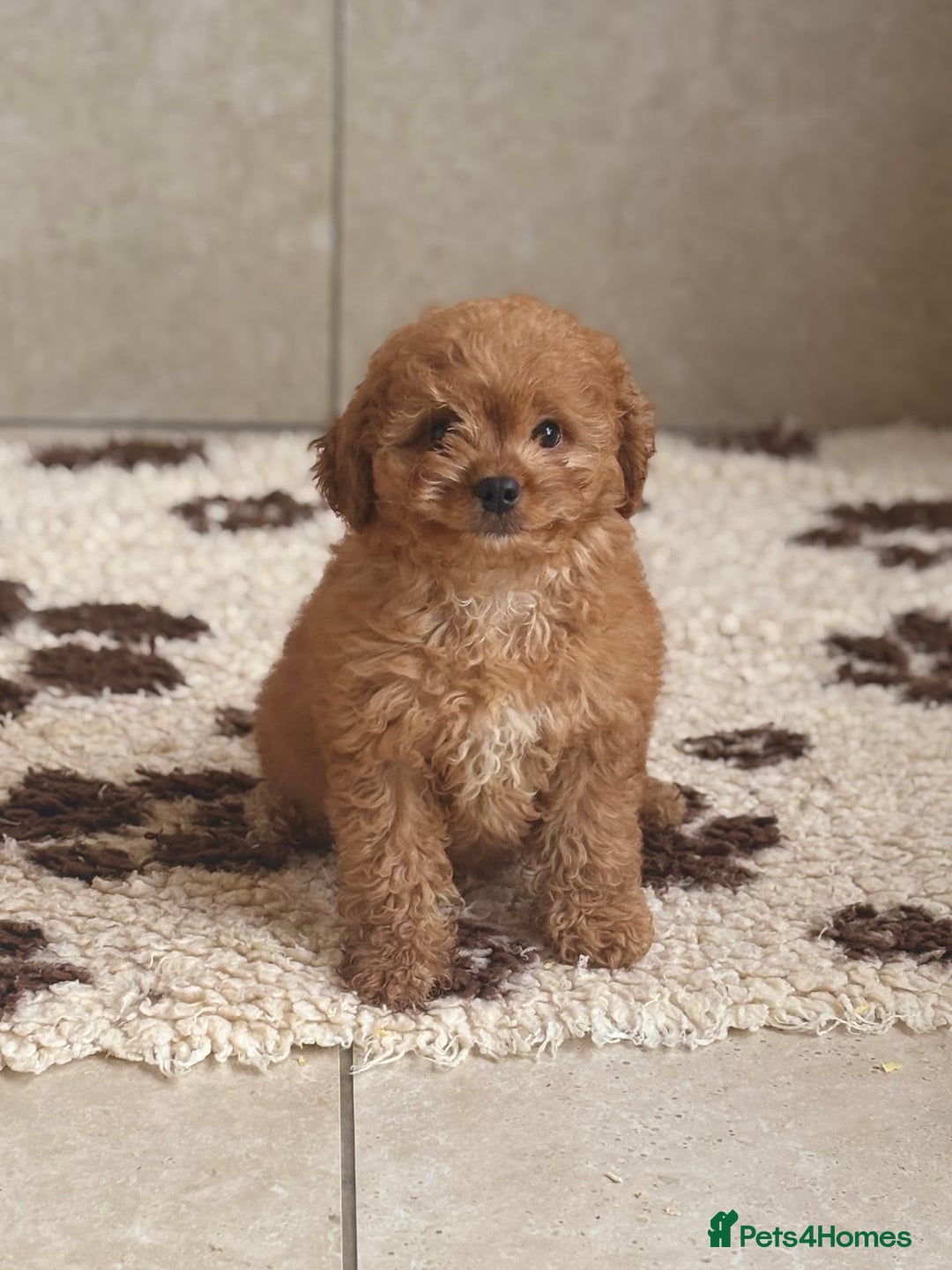 Cavapoochon dogs for sale: Cavapoochon boy 💙 - Image 1