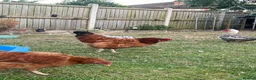 Geese poultry for sale: Male goose  - Advert 7