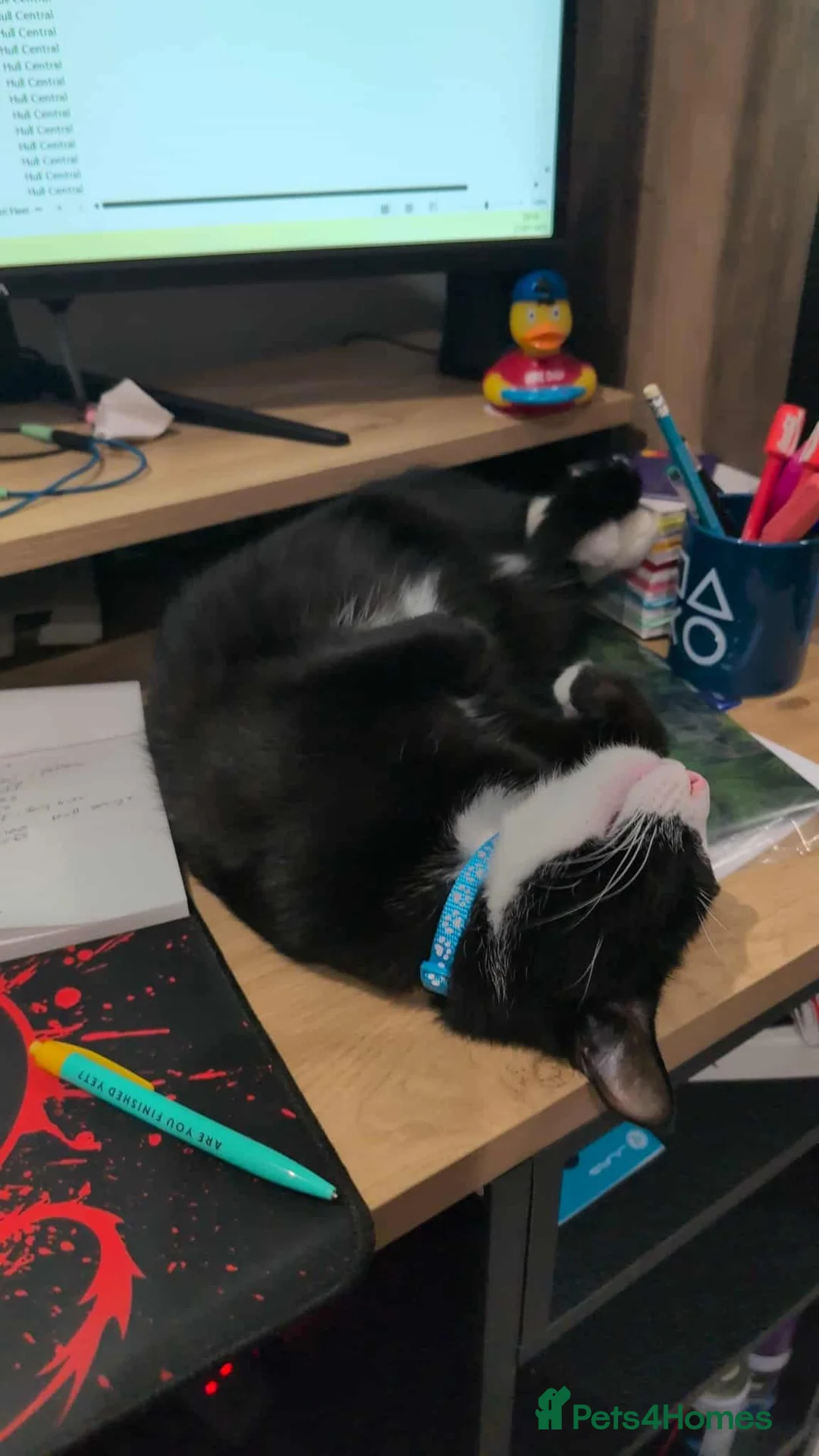 Mixed Breed cats for sale: Tuxedo Cat for Sale.  - Advert 2