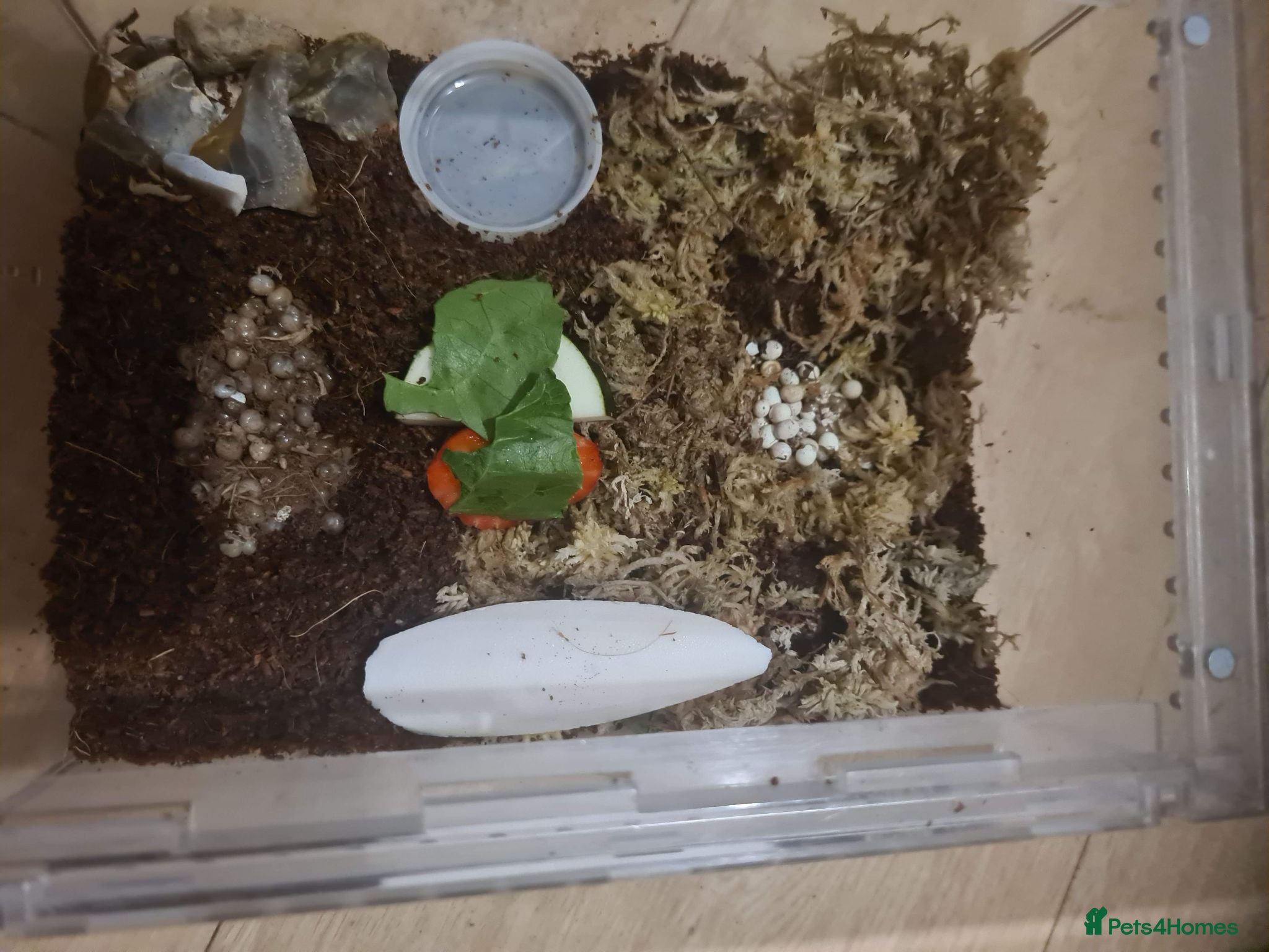 Snails invertebrates Albino African land snails  - Advert 1