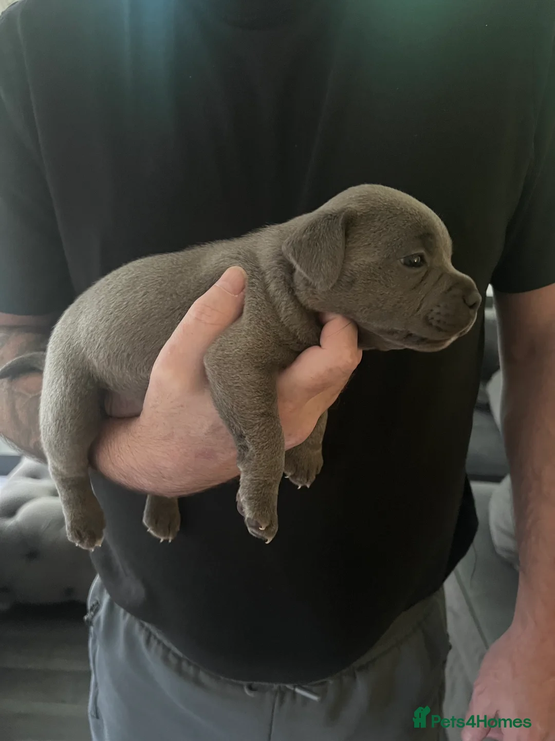 Staffordshire Bull Terrier dogs for sale: LAST BOY LEFT KC REGISTERED 5 STAR BLUE   - Advert 25