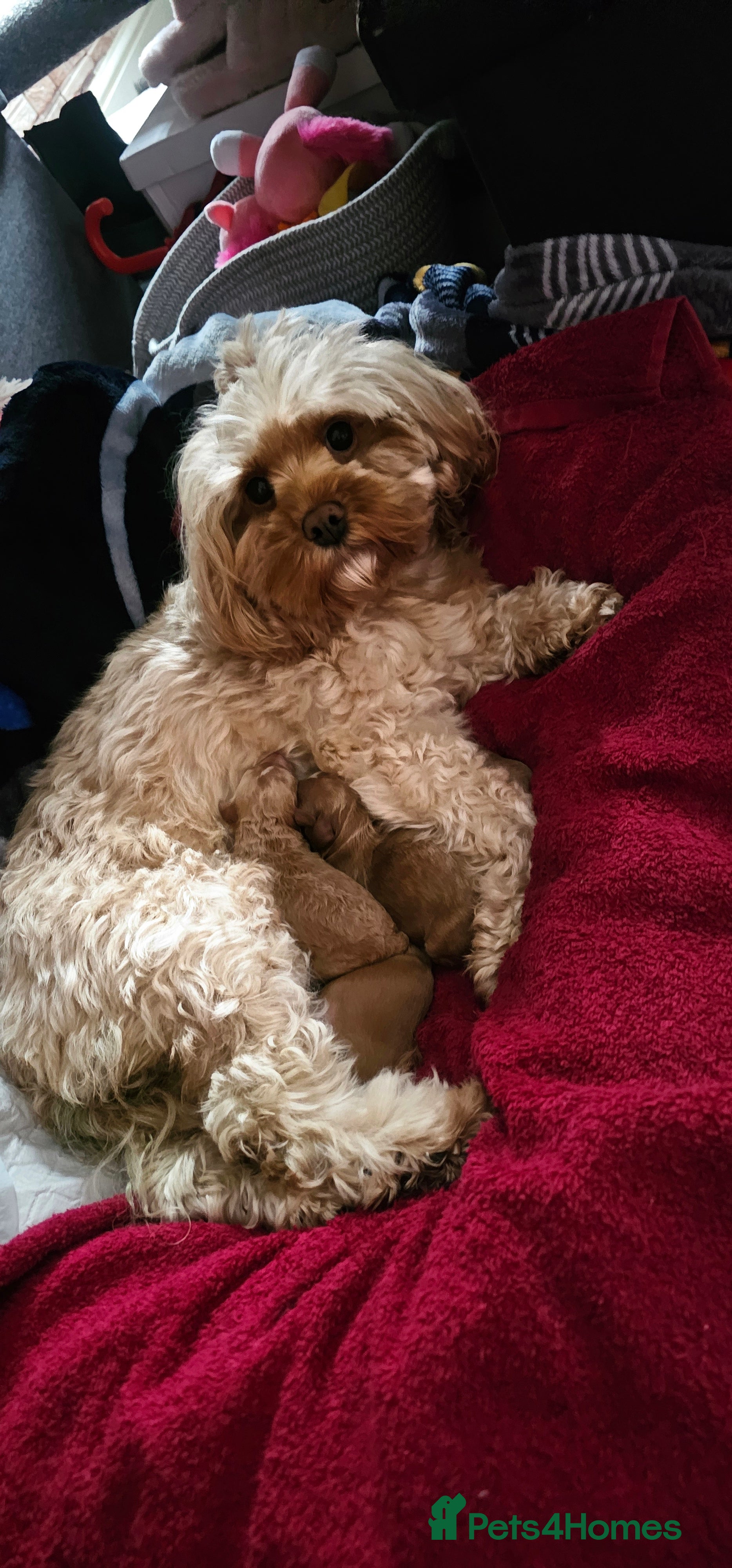 Cavapoo dogs Cavapoo for sale - Advert 7