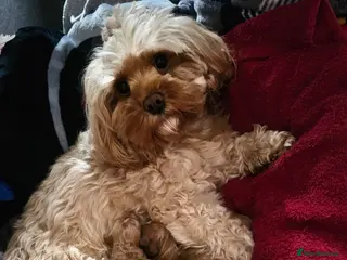 Cavapoo dogs Cavapoo for sale - Advert 1