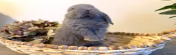 Lionhead rabbits for sale: Minilop babies - Lilacs £110 white £80 - Advert 5