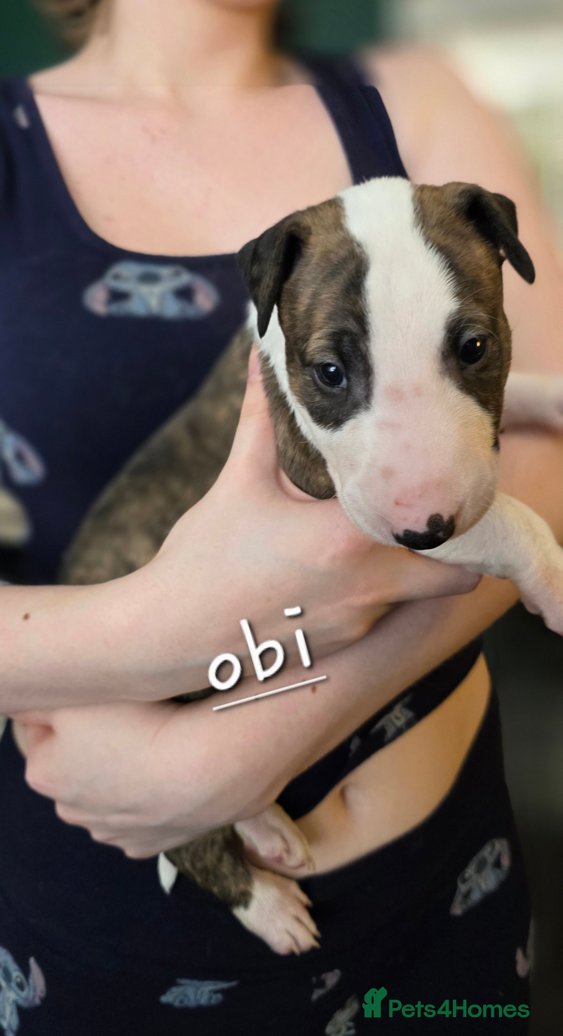 English Bull Terrier dogs for sale: KC English bullterrier puppies available  - Advert 10
