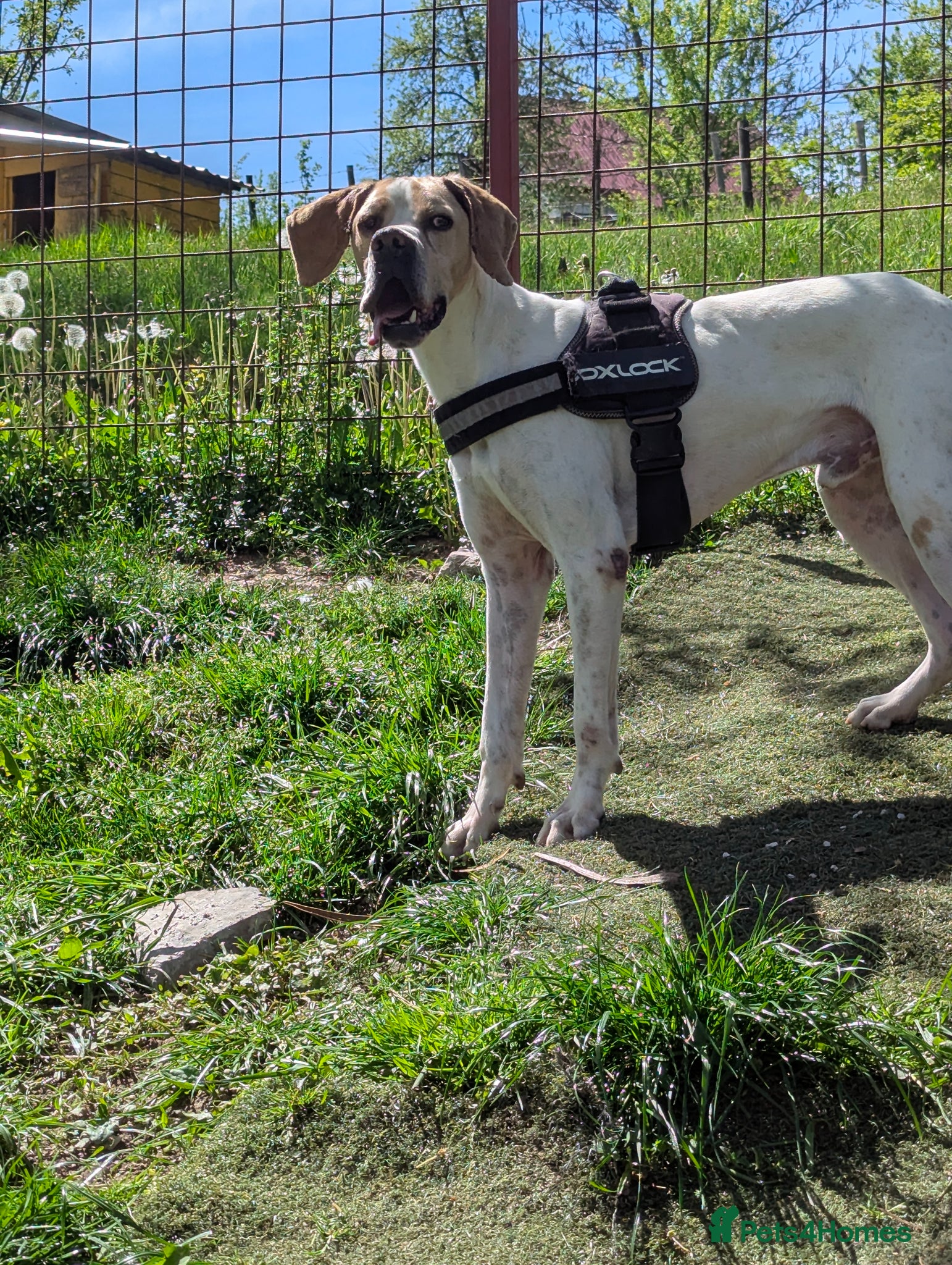 Mixed Breed dogs Anjo  - Advert 1