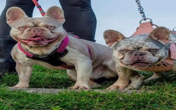 French Bulldog dogs for stud: KC New Shade Isabella Pied French Bulldog for STUD in Gunnislake - Image 9
