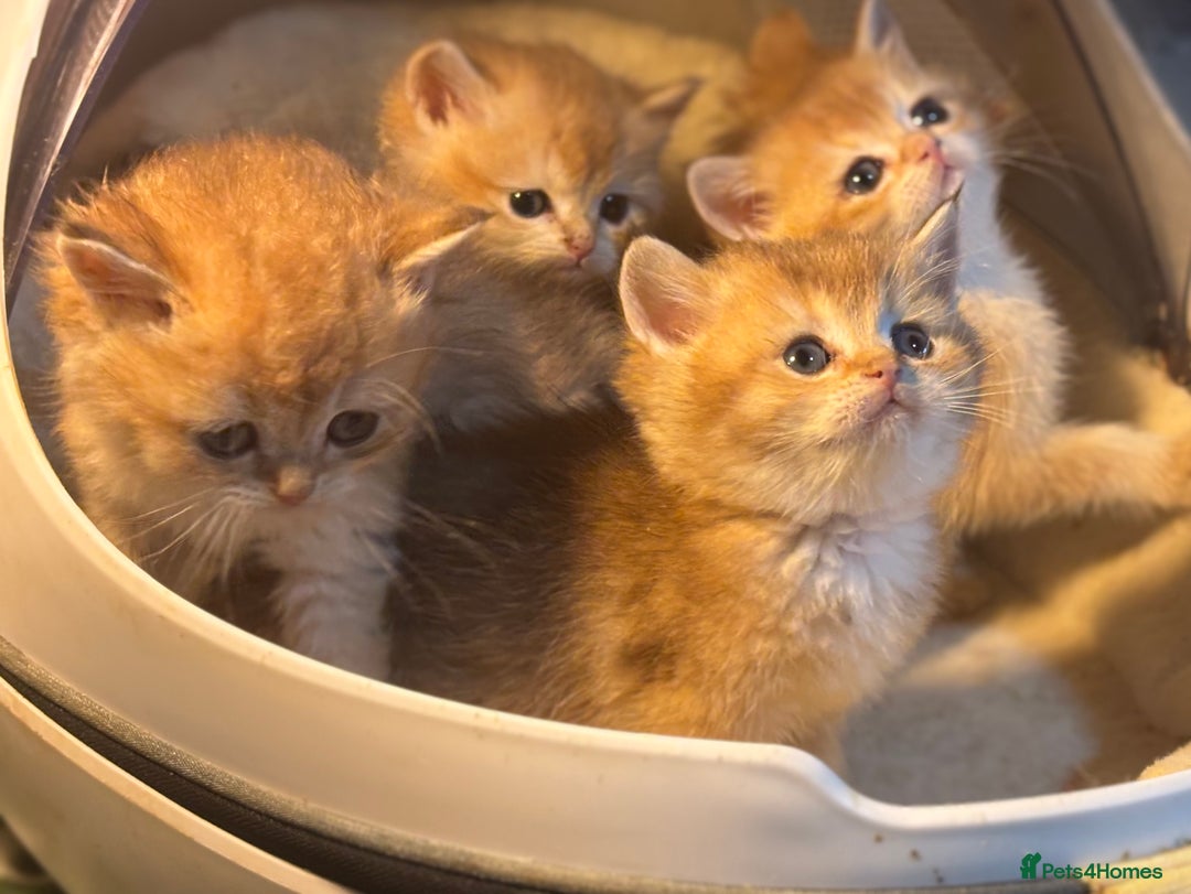 British Shorthair cats for sale: Full Pedigree Golden tipped British Shorthair - Advert 12