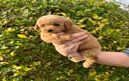 Miniature Poodle dogs for sale: Miniature poodles - Image 11