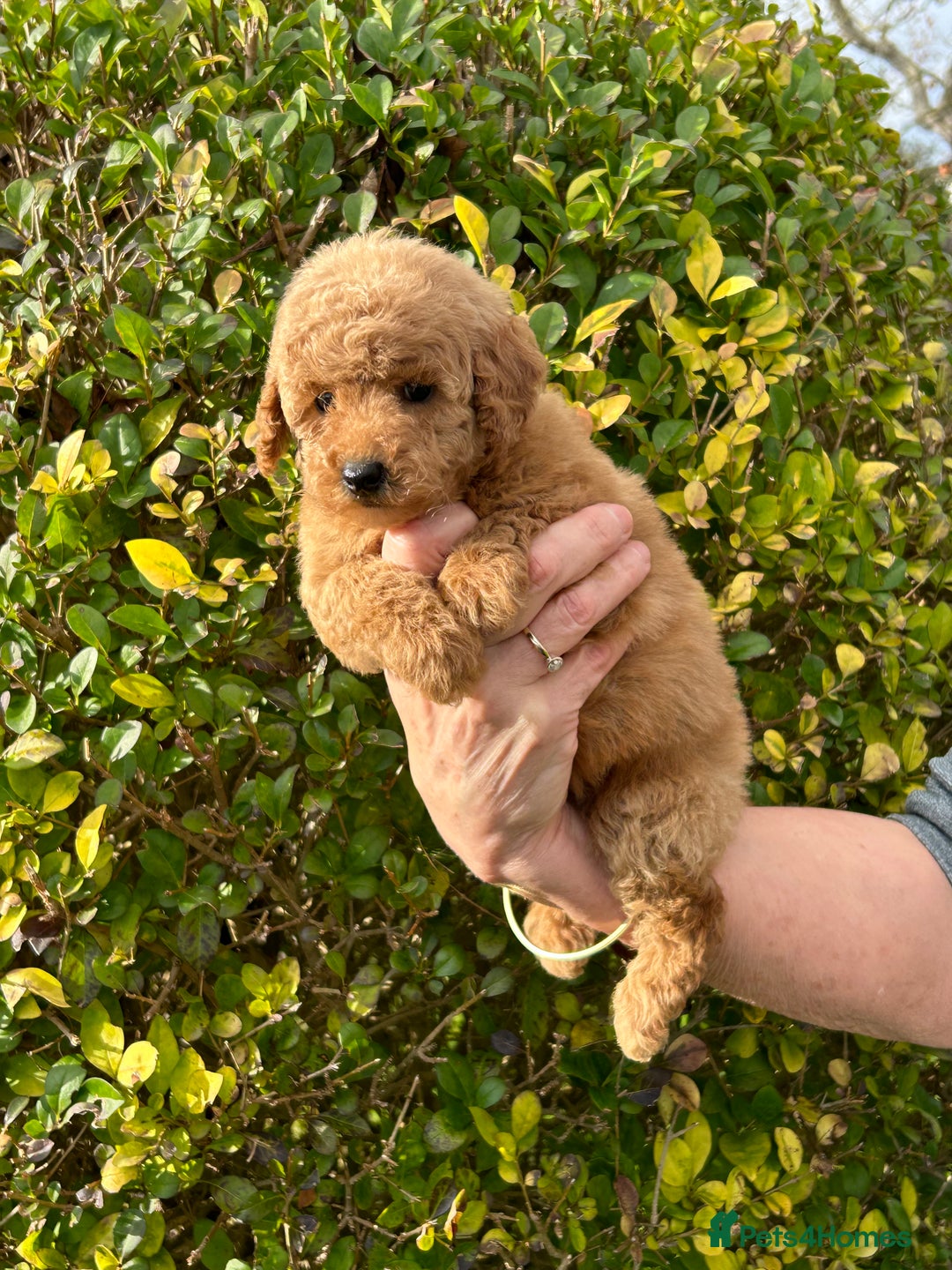 Miniature Poodle dogs for sale: Miniature poodles - Image 11