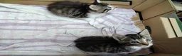 Mixed Breed cats for sale: Beautiful playful kittens  - Advert 11