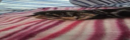 Mixed Breed cats for sale: Gorgeous mixed breed kittens! in Reading - Advert 11