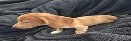 Miniature Dachshund dogs for sale: LAST 3x Dachshund boys ready NOW fully vacs - Advert 8