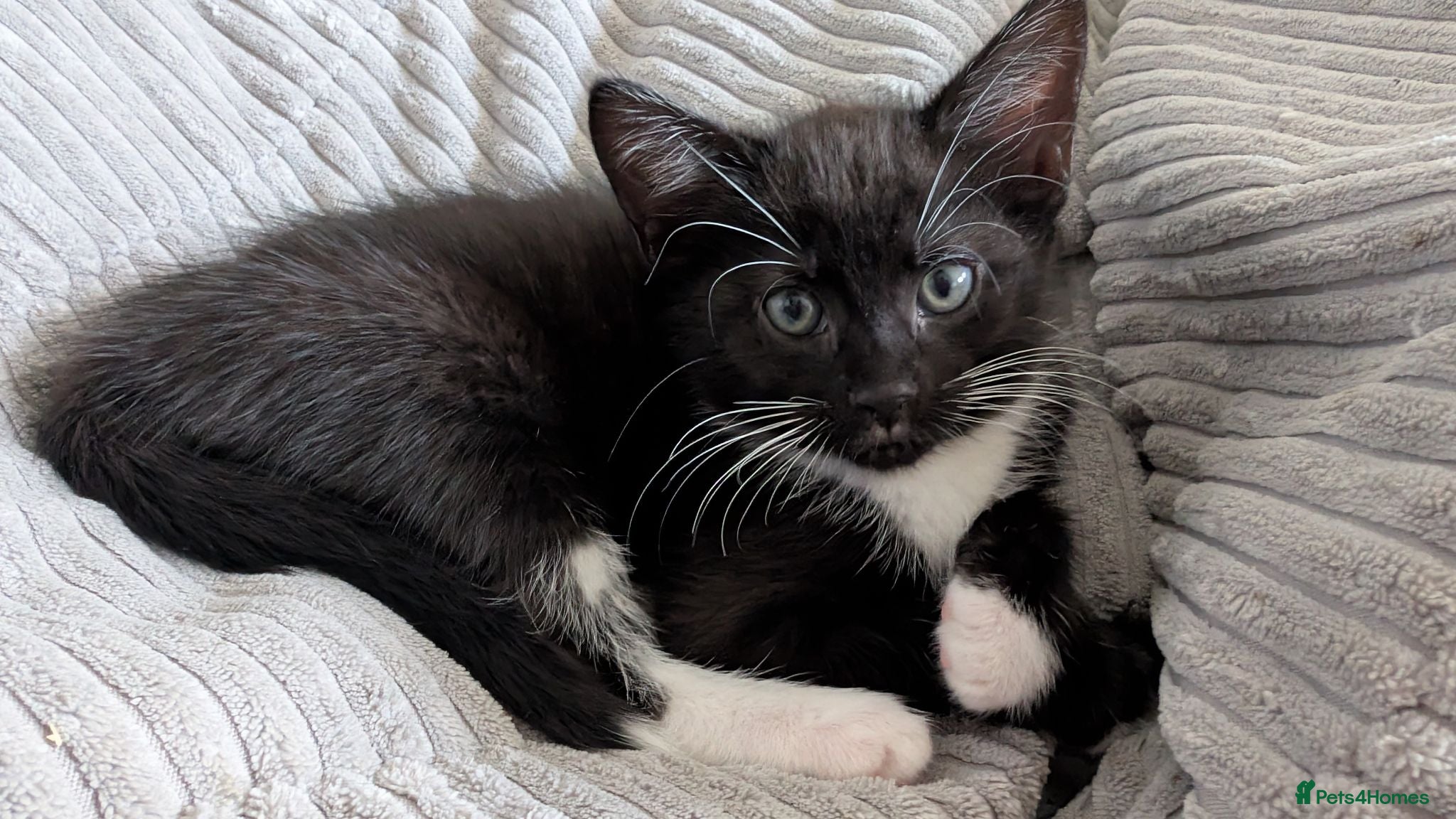 Mixed Breed cats Kittens ready now  - Advert 1
